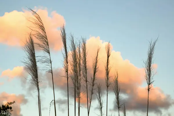 Eine Gruppe Flauschiger Wolken Bildet Einen Hervorragenden Hintergrund Für Eine — Stockfoto