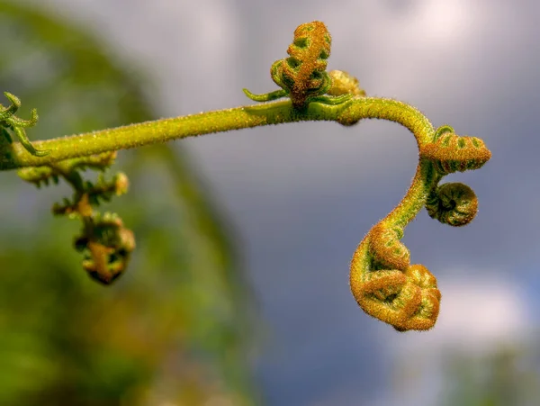 Macro Photography Five New Unrolled Eagle Fern Fronds Captured Andean — Stock Photo, Image