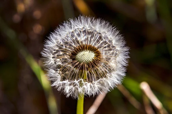 Makro Fotografia Pół Dmuchane Ziarna Mniszka Lekarskiego Puff Oświetlone Przez — Zdjęcie stockowe