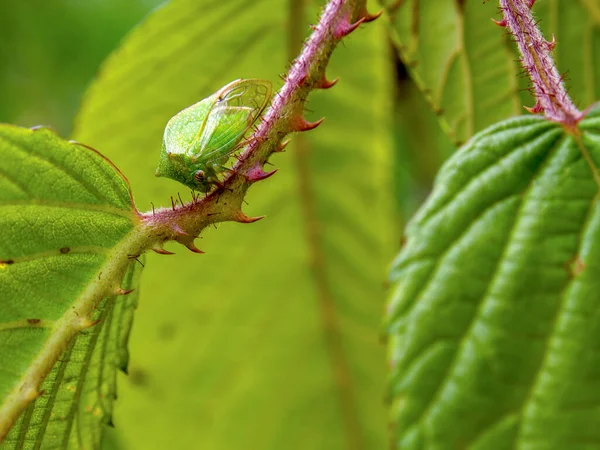Buffalo Treehopper Feeding Wild Blackberry Plant Captured Andean Mountains Central — Stock Photo, Image