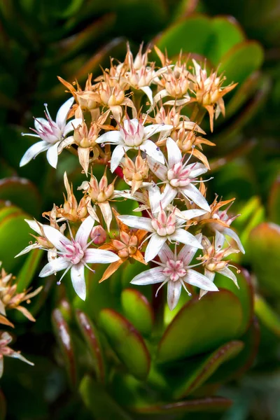 Macro Photography Bouquet Tiny Jade Plant Flowers Captured Andean Mountains — Stock Photo, Image