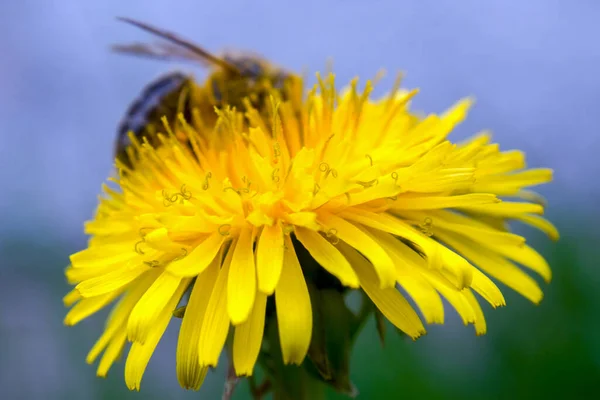 Makro Fotografie Pampelišky Včelkou Pozadí Zachycení Zahradě Městě Bogota Kolumbie — Stock fotografie