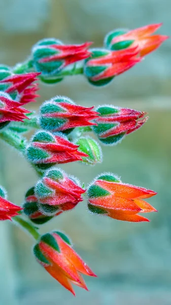 Macro Photography Beautiful Echeveria Flowers Captured Andean Mountains Central Colombia — Stock Photo, Image