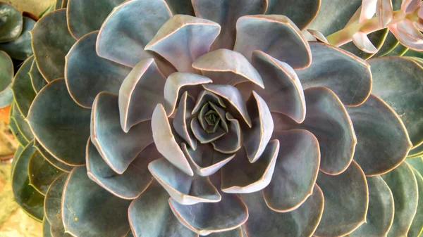 Makro Fotografie Úžasné Vzor Echeveria Peacockii Šťavnaté Rostlinné Listy Zajat — Stock fotografie