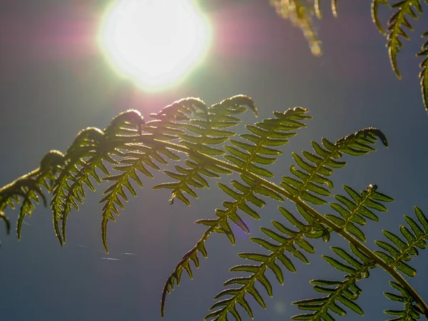 Detalj Örn Ormbunksblad Mot Morgonsolen Fångad Andinska Bergen Centrala Colombia — Stockfoto