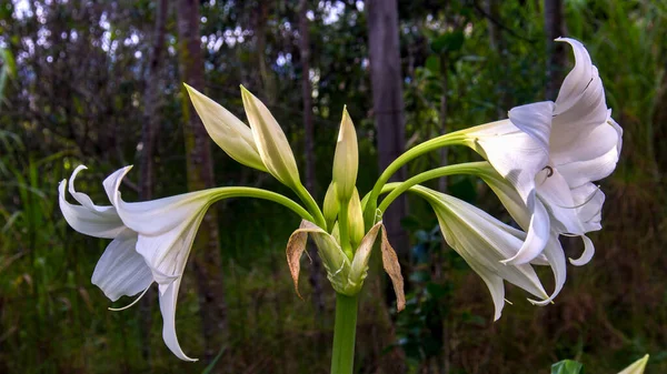 マドンナユリの花と芽の花束 コロンビア中央部のアンデス山脈で撮影 — ストック写真