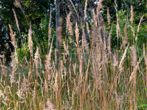 Mehrfachbelichtung Von Grasblumen Die Bei Sonnenuntergang Vom Wind Verweht Werden — Stockfoto