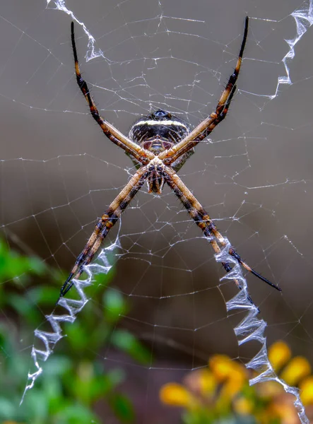 Makro Fotografie Stříbrného Argiopského Pavouka Visícího Jeho Pavučině Poblíž Jeho — Stock fotografie