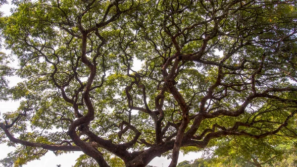 Dossel Intrincado Árvore Acácia Capturado Nas Montanhas Andinas Sul Colômbia — Fotografia de Stock