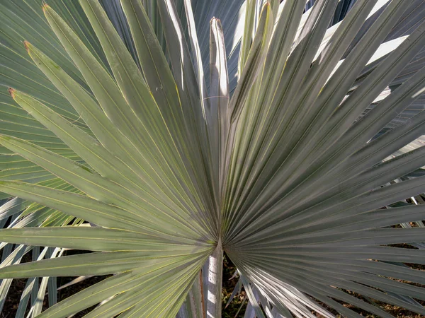 Detailní Fotografie Listů Palmy Borassus Palmy Zajat Andských Horách Jižní — Stock fotografie