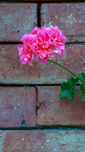 Bouquet Garden Geranium Flowers Brick Wall Captured Andean Mountains Central — Stock Photo, Image