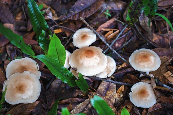 Vista Superior Grupo Setas Gymnopus Suelo Bosque Nativo Las Montañas —  Fotos de Stock