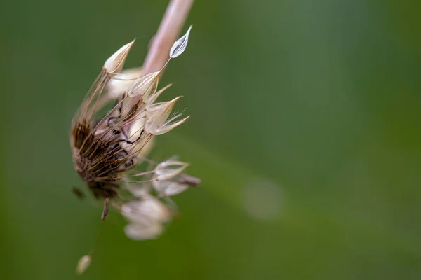 Macro Photographie Une Tige Cassée Tête Pissenlit Recouverte Rosée Matinale — Photo