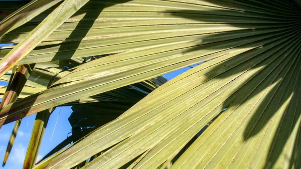 Närbild Fotografering Bladen Borassus Palmyra Palm Fångad Andinska Bergen Södra — Stockfoto