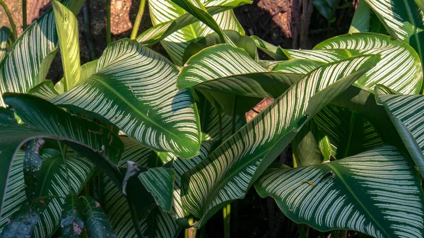 Vackra Randiga Bladen Den Exotiska Kritrandiga Växten Fångad Vid Andinska — Stockfoto