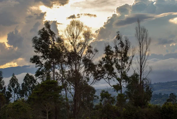Exposición Múltiple Una Puesta Sol Nublada Detrás Algunos Eucaliptos Capturado — Foto de Stock