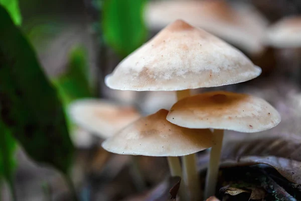 Fotografia Macro Grupo Cogumelos Gymnopus Solo Uma Floresta Nativa Nas — Fotografia de Stock