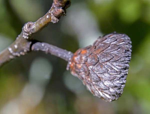 Makro Fotografering Ett Ekollon Kupa Fortfarande Fäst Vid Grenen Fångad — Stockfoto