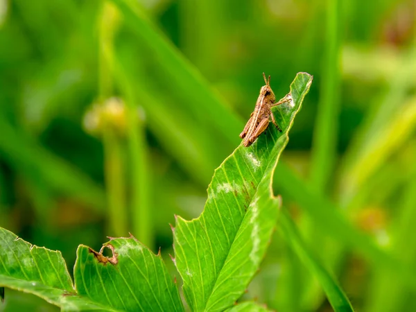 Makrofotografering Liten Brun Gräshoppa Som Vilar Ett Halvt Uppätet Klöverblad — Stockfoto