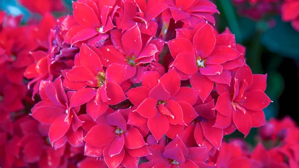 Ramo Flores Rojas Intensas Identificadas Capturado Las Montañas Andinas Del —  Fotos de Stock