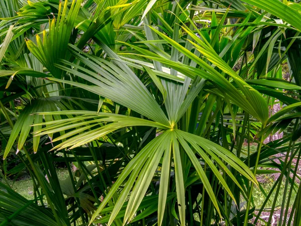 Närbild Fotografi Dvärg Fläkt Palmblad Fångad Andinska Bergen Södra Colombia — Stockfoto