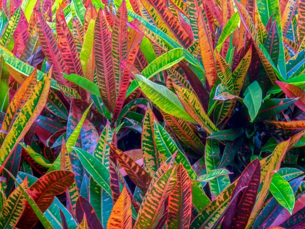 Közelkép Színes Levelek Mérgező Kroton Petra Növény Dél Kolumbia Andoki — Stock Fotó
