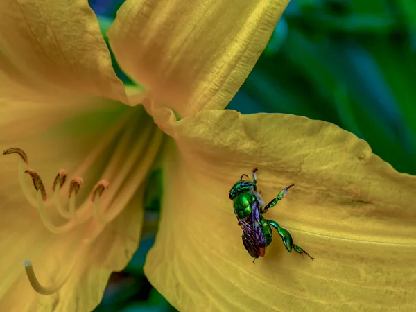 Makrofotografie Einer Sehr Seltenen Grünen Orchideenbiene Auf Einem Gelben Taglilienblatt — Stockfoto