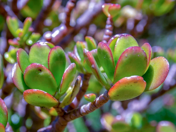 Крупным Планом Фотографируют Листья Нефритового Растения Захвачен Горах Анд Центральной — стоковое фото