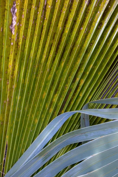 Detailní Fotografie Mexických Palmových Listů Zajat Andských Horách Jižní Kolumbie — Stock fotografie