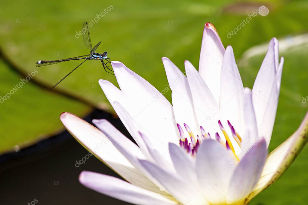 Close-up photography of a beautiful blue and black damselfly resting on a water lily petal. Captured at the Andean mountains of central Colombia.