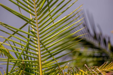 Gün batımında gökyüzüne karşı bir palmiye yaprağının yakın çekimi. Orta Kolombiya 'nın And Dağları' nda yakalandılar..