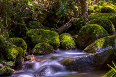 Iguaque dağlarında, Kolombiya And Dağları 'nın merkezinde yosunlarla kaplı kayalarla kaplı bir vadinin farklı noktalarına birden çok kez maruz kalmışlar..