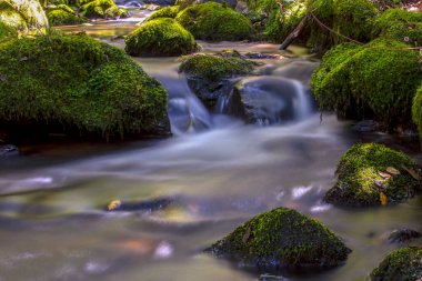 Iguaque dağlarında, Kolombiya And Dağları 'nın merkezinde yosunlarla kaplı kayalarla kaplı bir vadinin farklı noktalarına birden çok kez maruz kalmışlar..