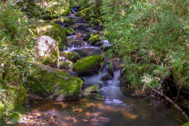 Iguaque dağlarında, Kolombiya And Dağları 'nın merkezinde yosunlarla kaplı kayalarla kaplı bir vadinin farklı noktalarına birden çok kez maruz kalmışlar..