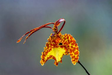 Nadir ve egzotik sarı ve turuncu bir kelebek çiçeği. Orta Kolombiya 'nın And Dağları' nda yakalandılar..