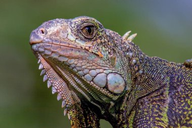Yeşil bir iguananın kafasının yakın plan fotoğrafı. Kolombiya 'nın And Dağları' nda yakalandılar.. 