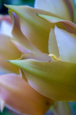 Bebek beşik orkidelerinin detaylarının makro fotoğrafları. Orta Kolombiya 'nın And Dağları' nda yakalandılar..