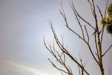 Bulutlu gökyüzüne karşı ölüm okaliptüsünün yapraksız dalları birden fazla kez ortaya çıkar. Orta Kolombiya 'nın And Dağları' nda yakalandılar..