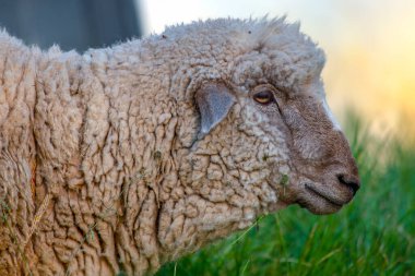 Gün batımında bir tarlada dolaşan beyaz koyunlar. Kolombiya 'nın And Dağları' nda yakalandılar.. 