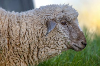 Gün batımında bir tarlada dolaşan beyaz koyunlar. Kolombiya 'nın And Dağları' nda yakalandılar.. 