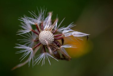Çiğ taneli yarı boş bir karahindiba tohumu kafasının makro fotoğrafçılığı. Orta Kolombiya 'nın And Dağları' nda yakalandılar..