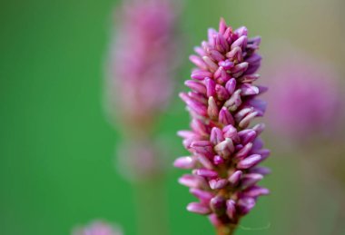 Orta Kolombiya 'nın And Dağları' nda yakalanan güzel bir yosun çiçeğinin makro fotoğrafı..