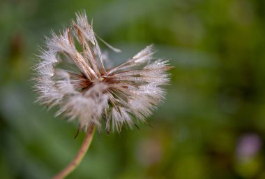 Bir karahindiba tohumu başındaki çiy damlasının makro fotoğrafçılığı. Orta Kolombiya 'nın And Dağları' nda yakalandılar..