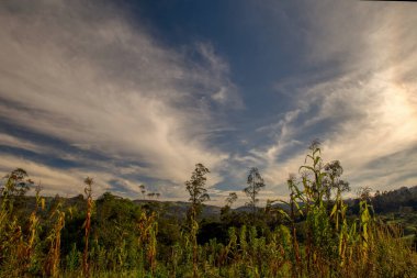 Kolombiya 'nın orta Andean dağlarında sabah gökyüzüne karşı birden fazla mısır mahsulü..