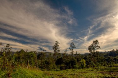 Patatesler, sabahın erken saatlerinde Kolombiya 'nın orta And Dağları' nda gökyüzü ile hasat edildikten sonra birden fazla tarlaya maruz kalmış..