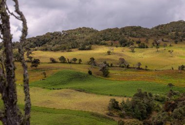 Kolombiya 'nın orta And Dağları' nın yüksek dağlarında, aşırı bulutlu bir günde birden fazla tarım arazisi görüldü..