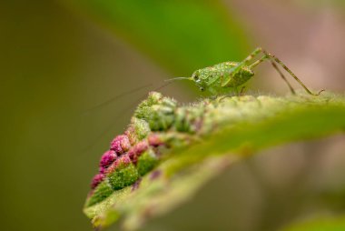 Yaprağın üzerinde bir katydid 'in makro fotoğrafı. Orta Kolombiya 'nın And Dağları' nın dağlarında yakalandılar..