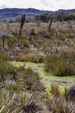 Kolombiya 'nın orta kesimindeki And Dağları' nın dağlık kesimlerinde yosunlarla kaplı bir su kaynağı..