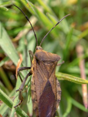 Çimlerin üzerinde yürüyen kahverengi bir suikastçının makro fotoğrafı. Orta Kolombiya 'nın And Dağları' nın yüksek kesimlerinde yakalandılar..