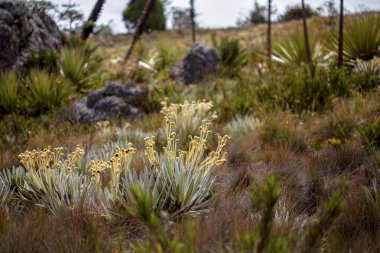 Orta Kolombiya 'nın And Dağları' ndaki Laguna Verde 'nin etrafındaki Teatinos Paramo' daki egzotik Frailejon Vadisi..